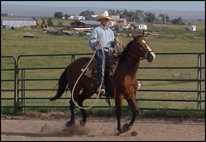 Horse Training and rope work